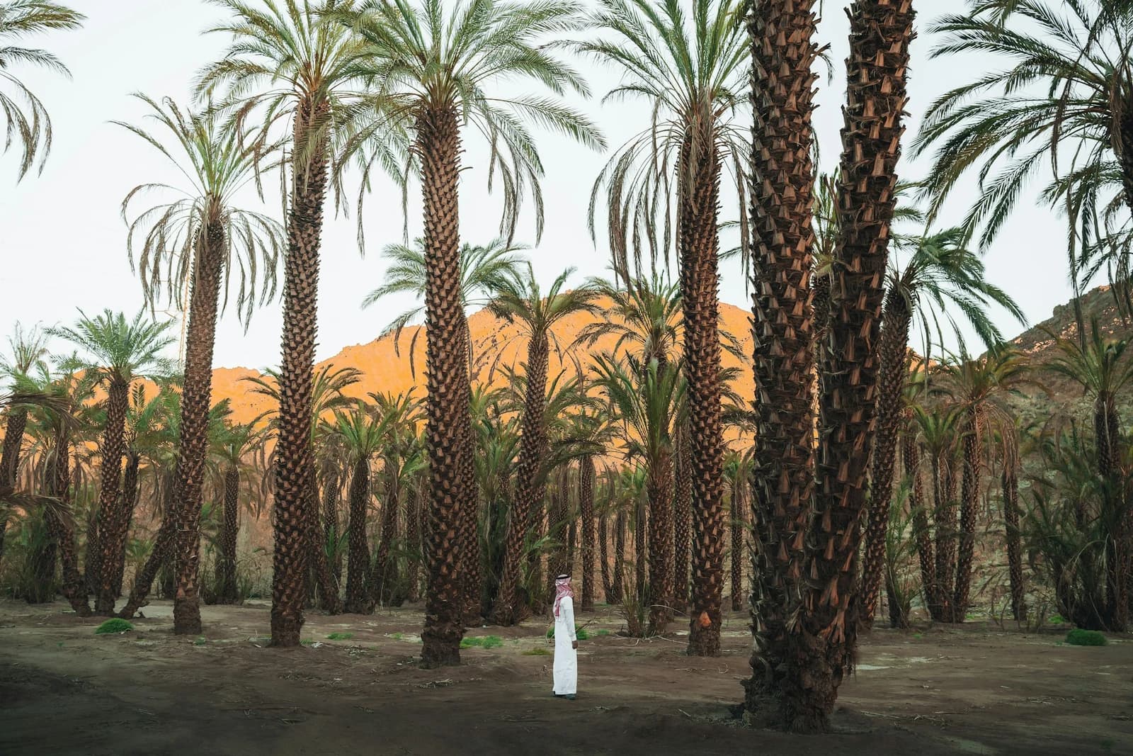 Date palms in Wadi Sharma, Saudi Arabia.